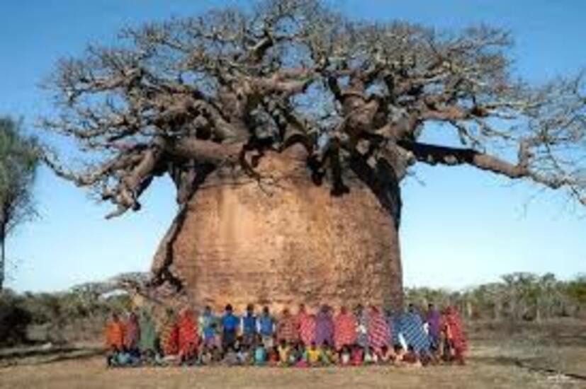 DANSE AFRICAINE
